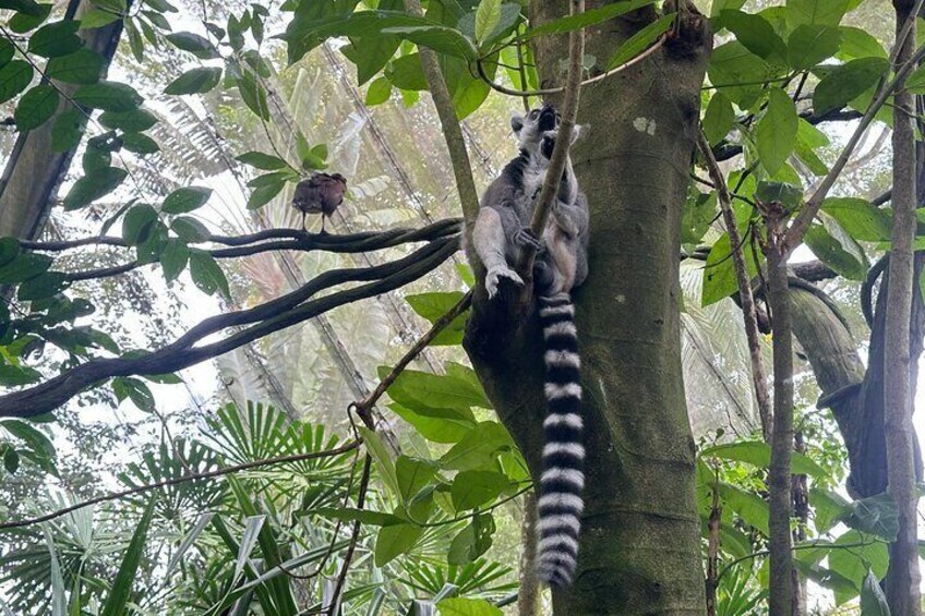 Singapore Zoo