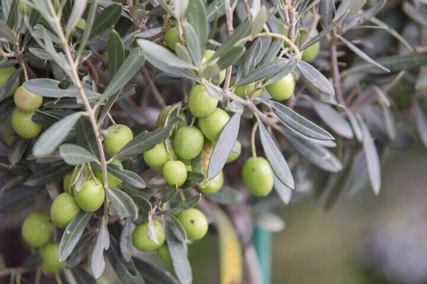 Olive Oil Factory from Seville Private Tour