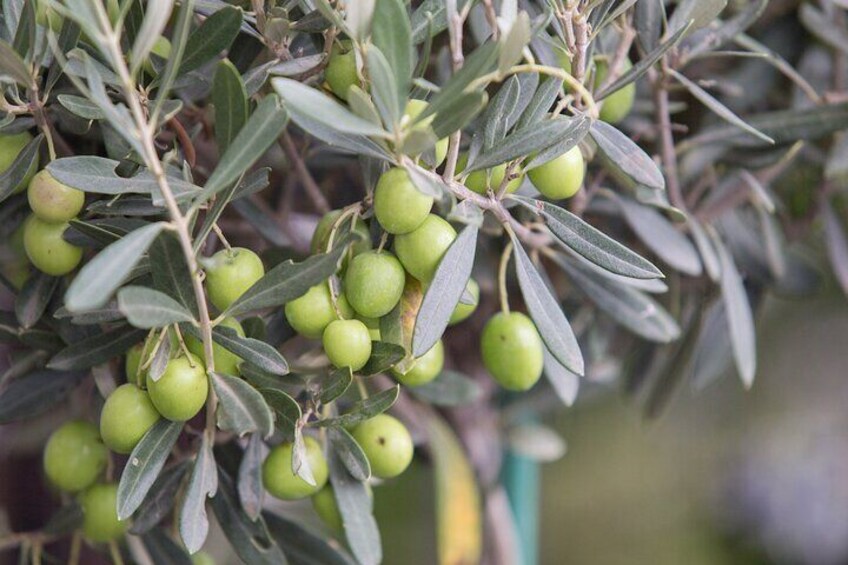 Olive Oil Factory from Seville Private Tour