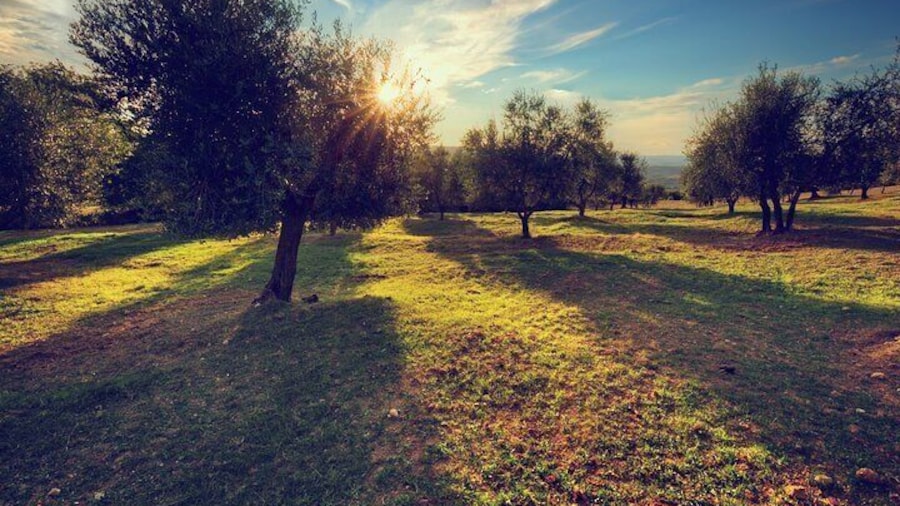 Olive Oil Factory from Seville Private Tour