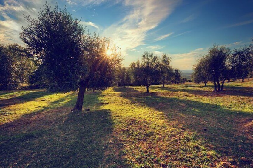 Olive Oil Factory from Seville Private Tour