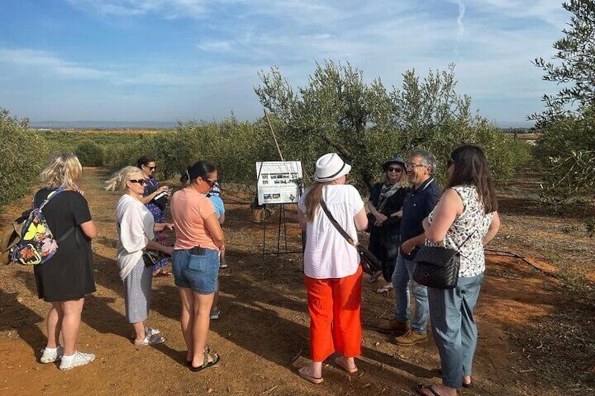 Olive Oil Factory from Seville Private Tour