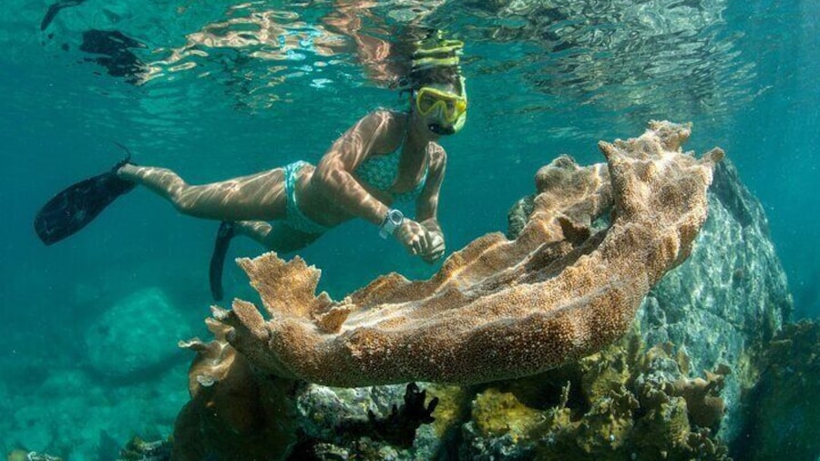 Maho Bay Turtle Snorkel with Lunch and Bar at Frenchman's Reef