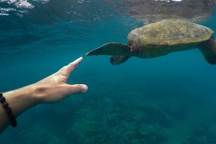 Maho Bay Turtle Snorkel with Lunch and Bar at Frenchman's Reef