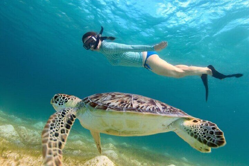 Maho Bay Turtle Snorkel with Lunch and Bar at Frenchman's Reef