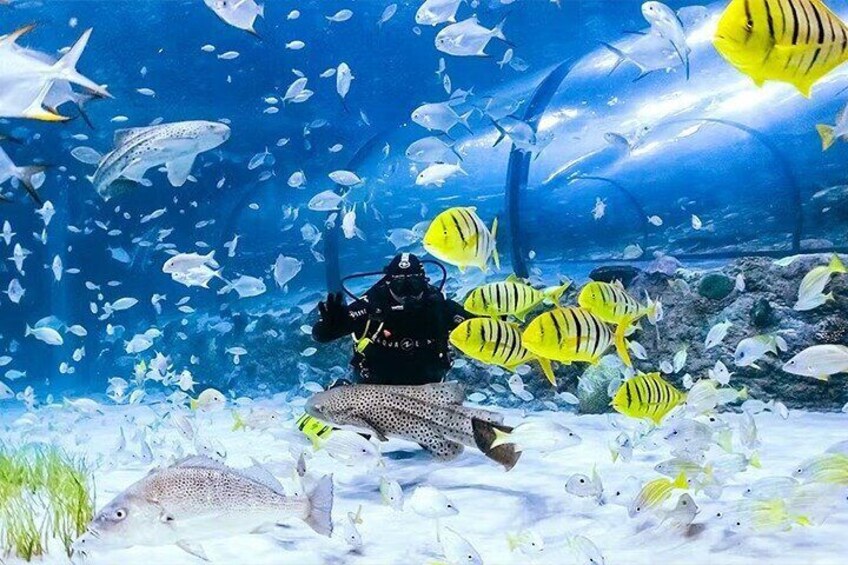 National Aquarium Abu Dhabi Admission Tickets