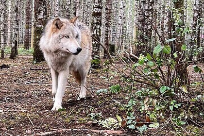 Discover the beauty of the wild & Roam in the spirit of the wolf