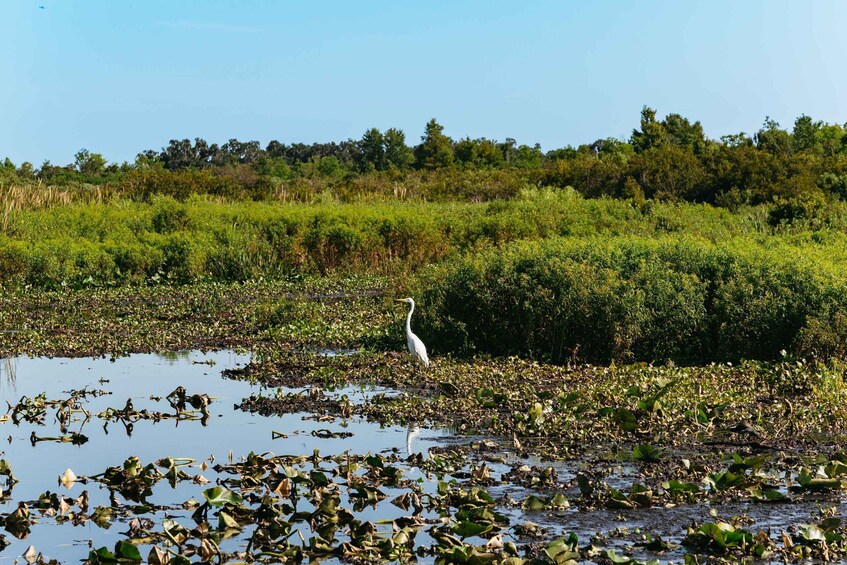 Picture 1 for Activity Kissimmee: 1-Hour Airboat Everglades Adventure Tour