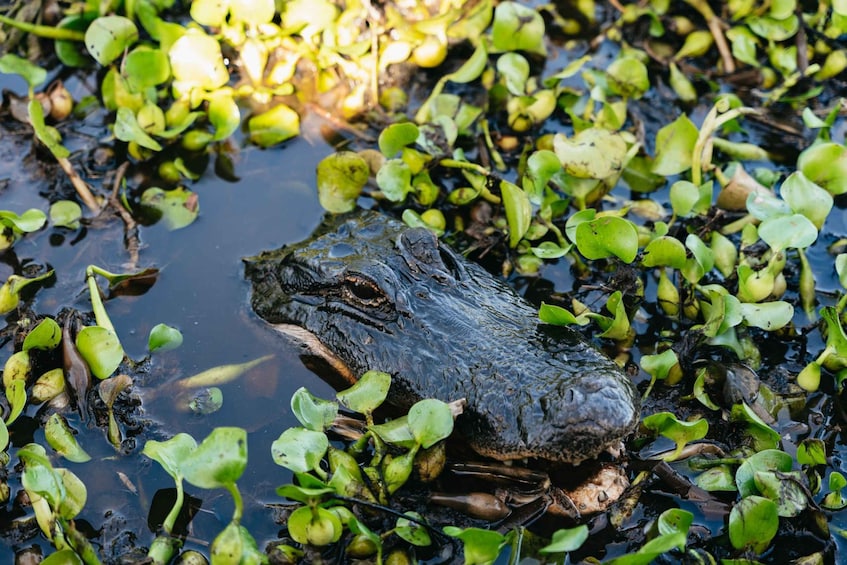 Picture 2 for Activity Kissimmee: 1-Hour Airboat Everglades Adventure Tour