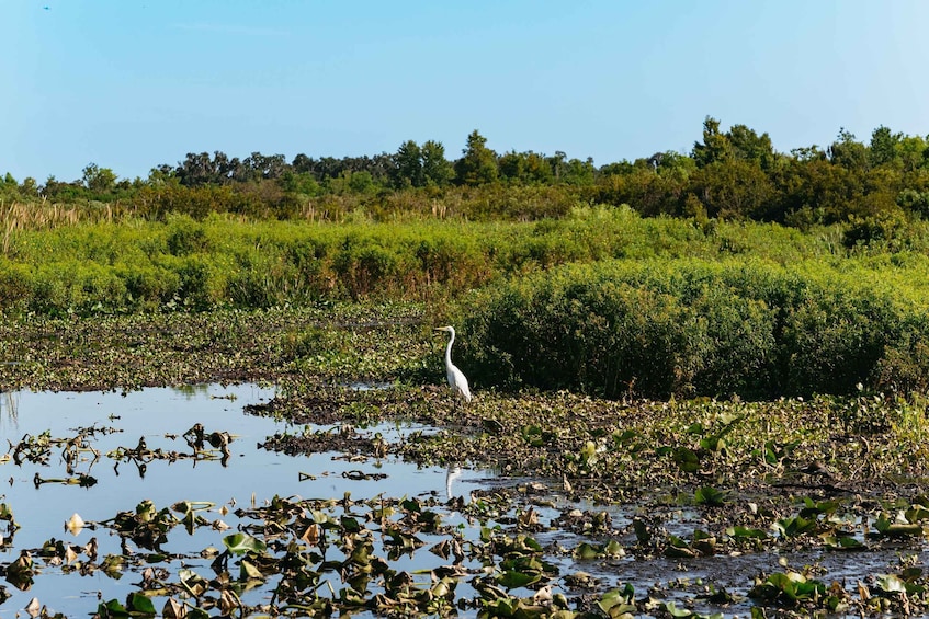 Picture 1 for Activity Kissimmee: 1-Hour Airboat Everglades Adventure Tour