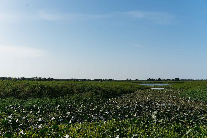 Picture 13 for Activity Kissimmee: 1-Hour Airboat Everglades Adventure Tour