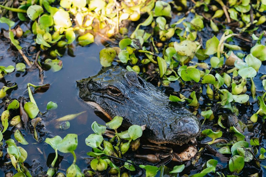 Picture 2 for Activity Kissimmee: 1-Hour Airboat Everglades Adventure Tour