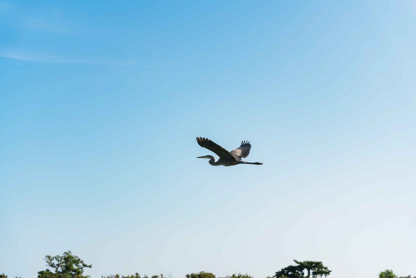 Picture 9 for Activity Kissimmee: 1-Hour Airboat Everglades Adventure Tour