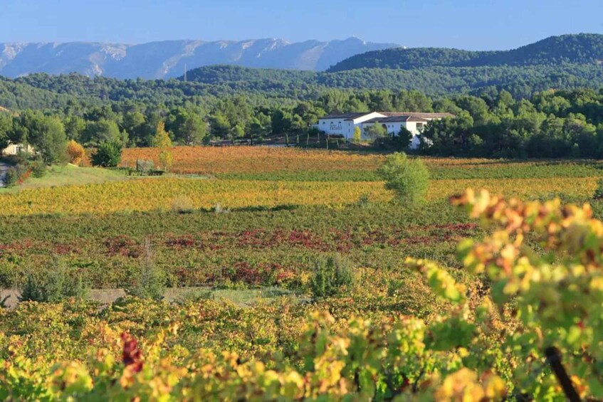 Picture 3 for Activity Aix-en-Provence: Half Day Wine Tour in Coteaux d'Aix