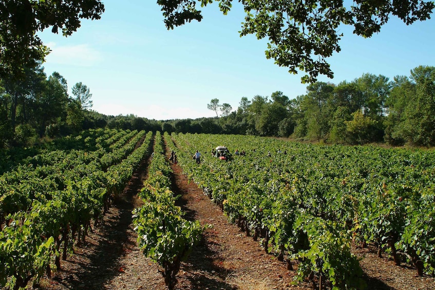 Picture 1 for Activity Aix-en-Provence: Half Day Wine Tour in Coteaux d'Aix