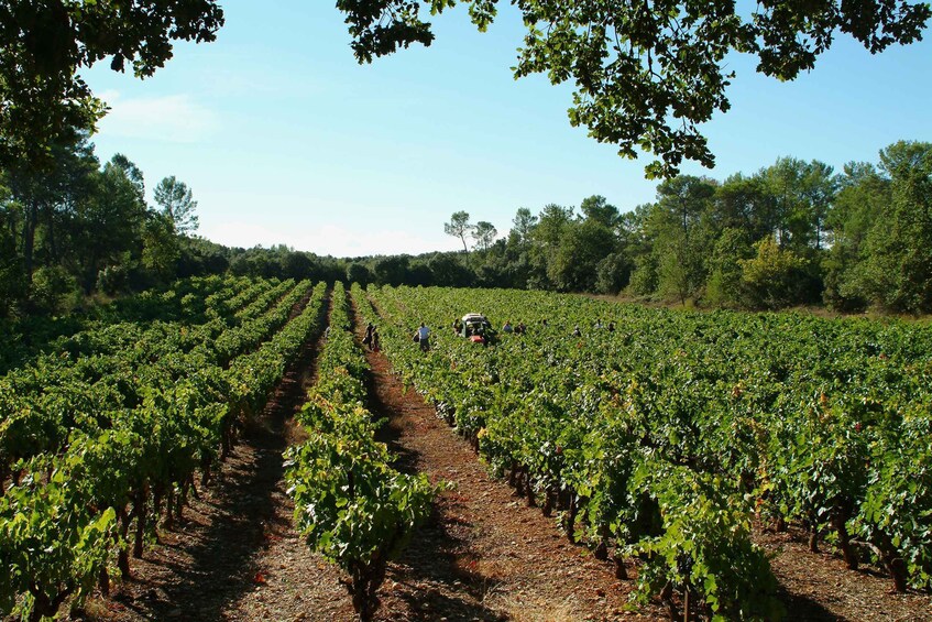 Picture 1 for Activity Aix-en-Provence: Half Day Wine Tour in Coteaux d'Aix