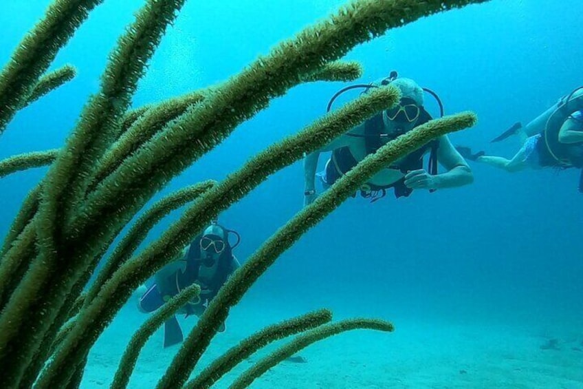 Discover Scuba Diving for Beginners in San Juan