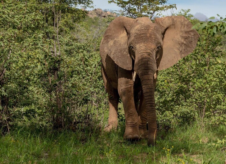 Picture 2 for Activity 1 Day Tanzania Safari to Ngorongoro Crater