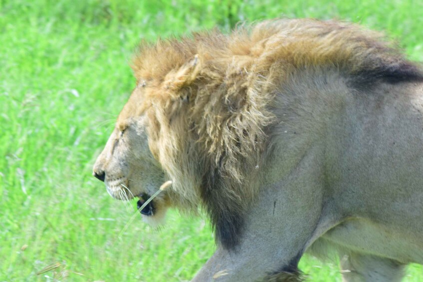 1 Day Tanzania Safari to Ngorongoro Crater