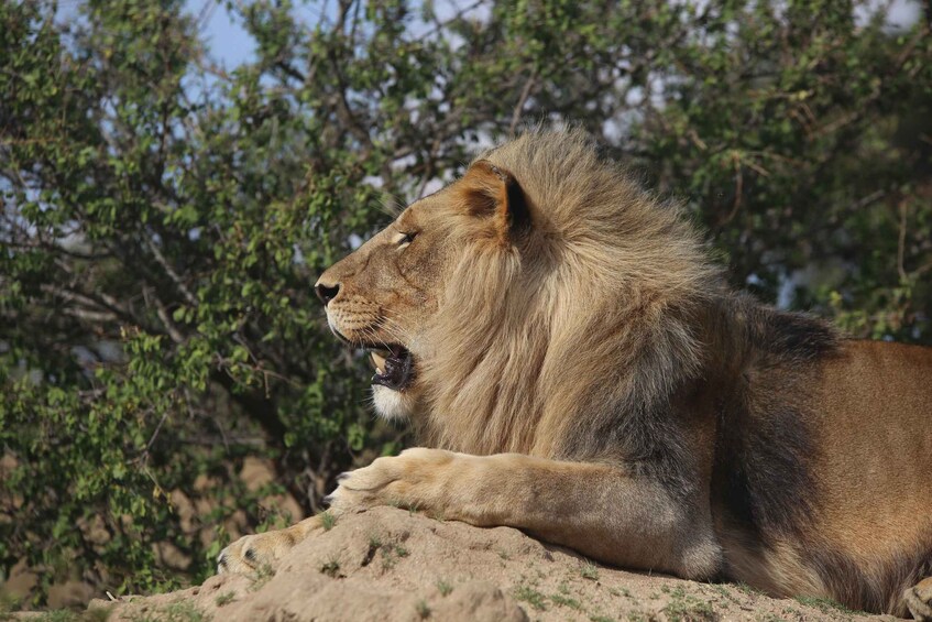 Picture 1 for Activity 1 Day Tanzania Safari to Ngorongoro Crater