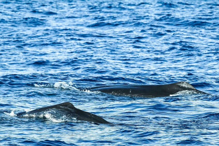 Picture 12 for Activity From Ponta Delgada: Whale and Dolphin Watching Trip