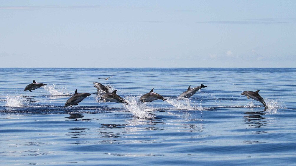 Picture 6 for Activity From Ponta Delgada: Whale and Dolphin Watching Trip