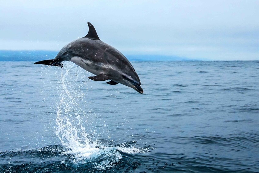 Picture 10 for Activity From Ponta Delgada: Whale and Dolphin Watching Trip