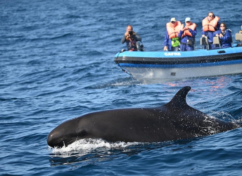 Picture 4 for Activity From Ponta Delgada: Whale and Dolphin Watching Trip