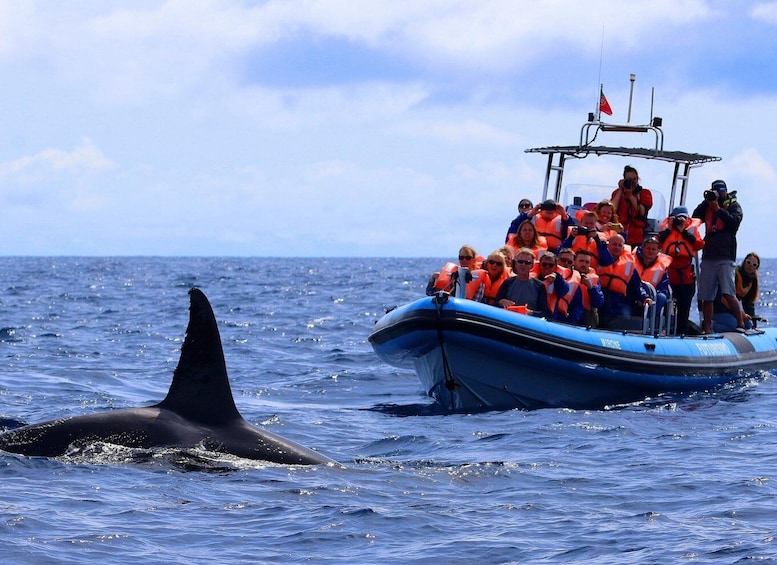 Picture 12 for Activity From Ponta Delgada: Whale and Dolphin Watching Trip