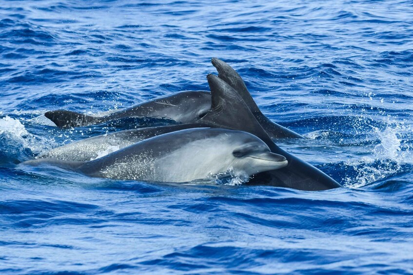 Picture 14 for Activity From Ponta Delgada: Whale and Dolphin Watching Trip