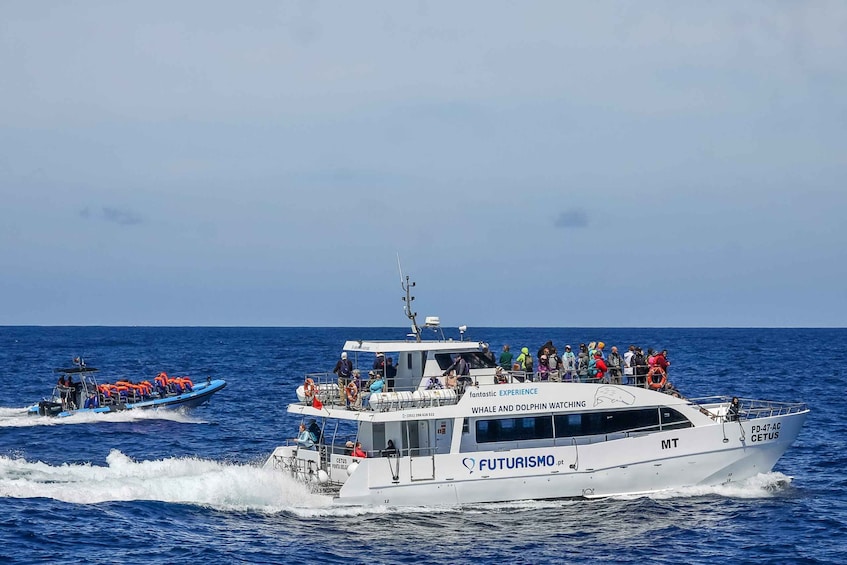 Picture 7 for Activity From Ponta Delgada: Whale and Dolphin Watching Trip