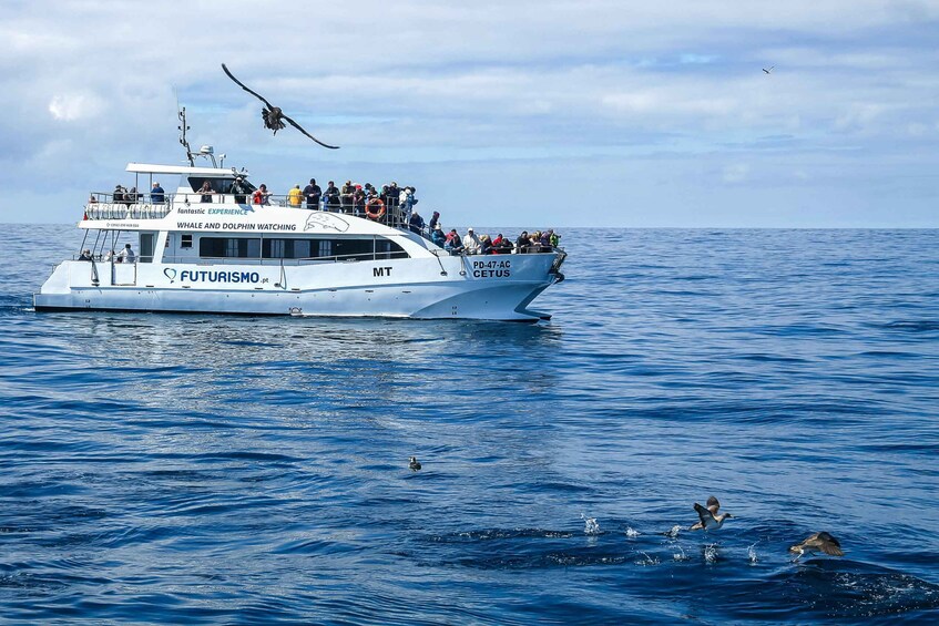 Picture 9 for Activity From Ponta Delgada: Whale and Dolphin Watching Trip