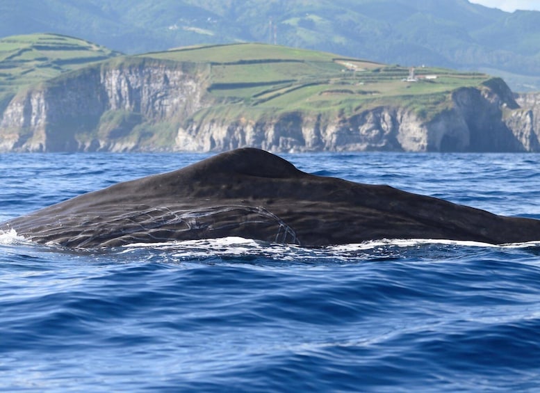 Picture 25 for Activity From Ponta Delgada: Whale and Dolphin Watching Trip