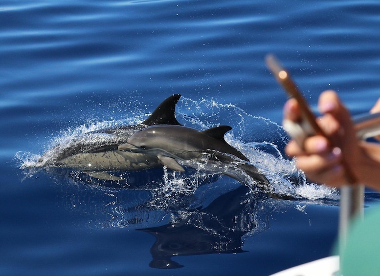 Picture 14 for Activity From Ponta Delgada: Whale and Dolphin Watching Trip