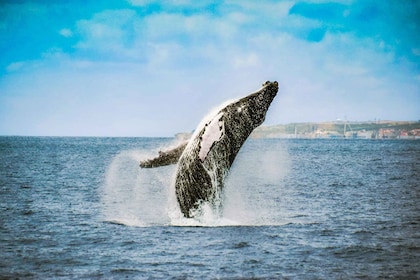 Vanuit Ponta Delgada: Walvissen en dolfijnen kijken