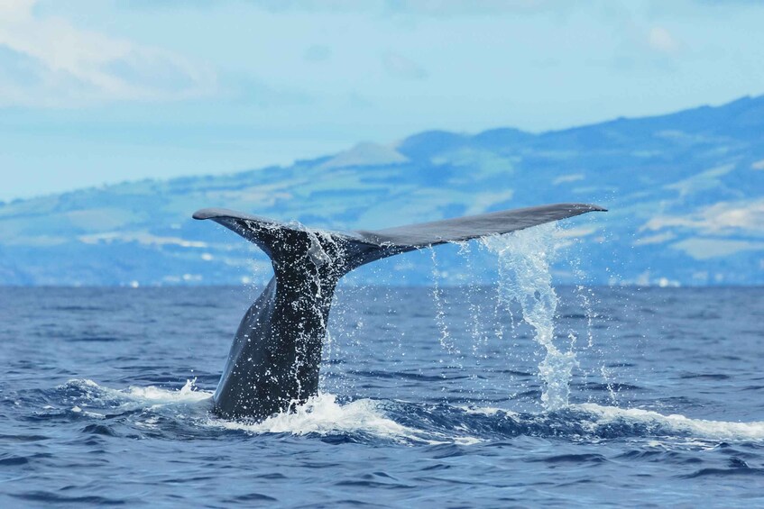 Picture 11 for Activity From Ponta Delgada: Whale and Dolphin Watching Trip