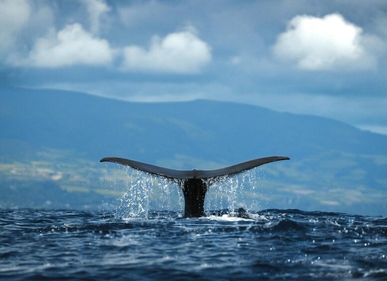 Picture 8 for Activity From Ponta Delgada: Whale and Dolphin Watching Trip