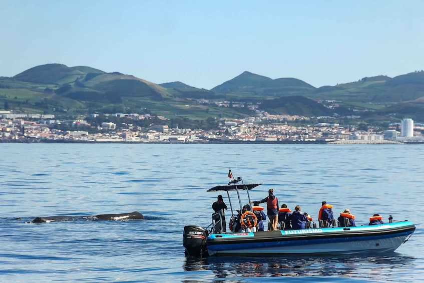 Picture 2 for Activity From Ponta Delgada: Whale and Dolphin Watching Trip