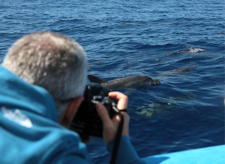 Picture 17 for Activity From Ponta Delgada: Whale and Dolphin Watching Trip