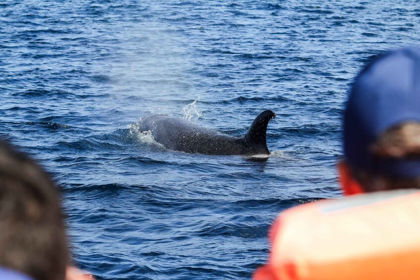 Picture 4 for Activity From Ponta Delgada: Whale and Dolphin Watching Trip