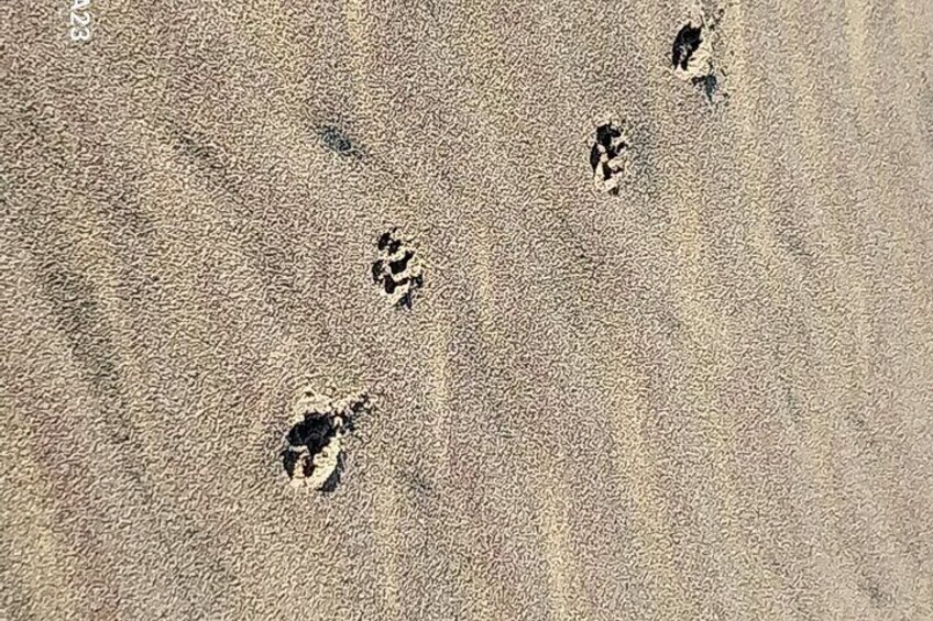 Hyena tracks in the soft sand