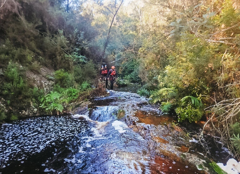 Picture 3 for Activity Plettenberg Bay: Canyoning Trip