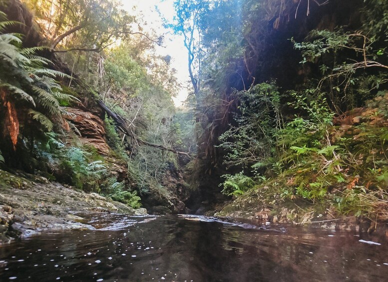 Picture 10 for Activity Plettenberg Bay: Canyoning Trip