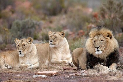 Aquila Safari Full Day Tour with Fairview Wine tasting