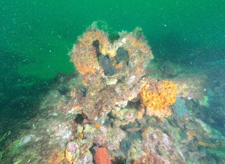 Picture 8 for Activity Albufeira: Scuba Diving Experience for Beginners