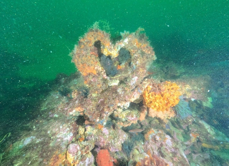 Picture 8 for Activity Albufeira: Scuba Diving Experience for Beginners