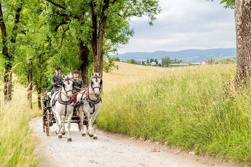 Picture 2 for Activity Köflach: Lipizzaner Stud Farm Visit