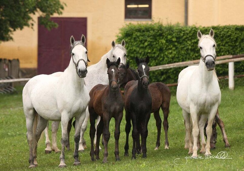 Köflach: Lipizzaner Stud Farm Visit