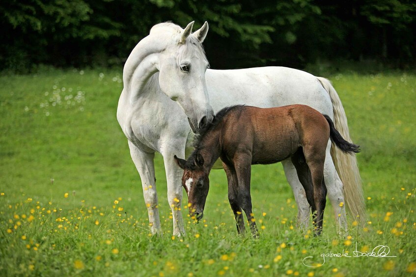 Picture 3 for Activity Köflach: Lipizzaner Stud Farm Visit