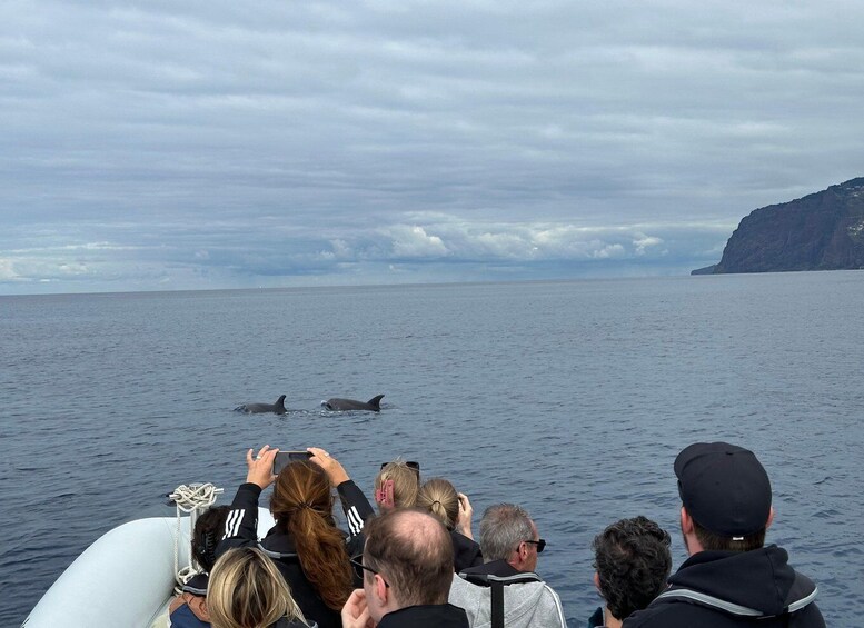 Picture 8 for Activity Funchal: RIB Whale Watching Cruise and Optional Dolphin Swim